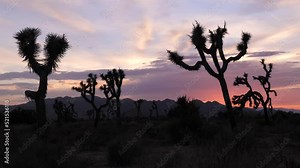 Joshua tree (Yucca brevifolia) is a perennial, evergreen plant. It grows in the deserts of the southwestern United States. Known as the Jesus tree.