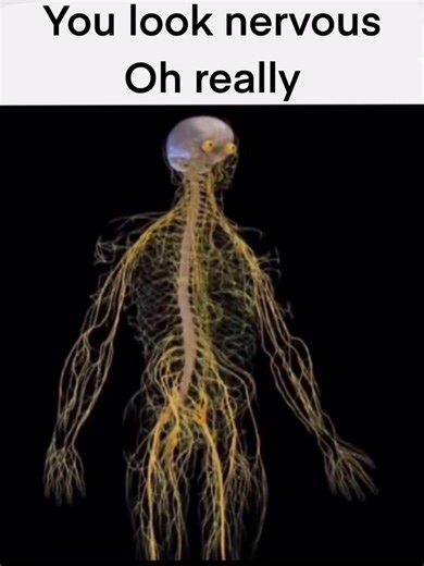 Understanding the Nervous System and Its Function