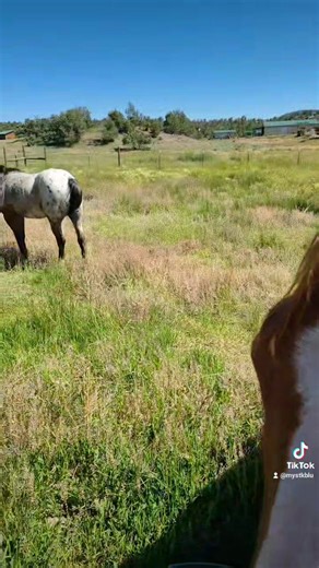 Farewell Bonnie. She was my gray mare in previous videos. She was 35 and had to be put down last week due to colic. My red gelding Cash was heartbroken having spent 23 years with her. My neighbors rallied in helping me to bury Bonnie and comfort Cash. This little appy is called Lil Girl. She was alone on her farm and her owners brought her to my place so she and Cash could comfort each other. I miss my Bonnie so very much, but I'm grateful for my village and Lil Girl.