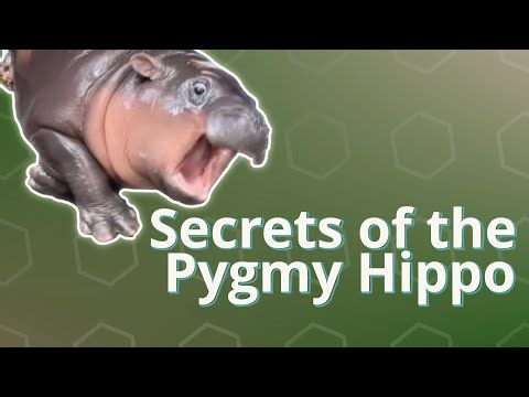 Moo Deng & the Secret World of Pygmy Hippos