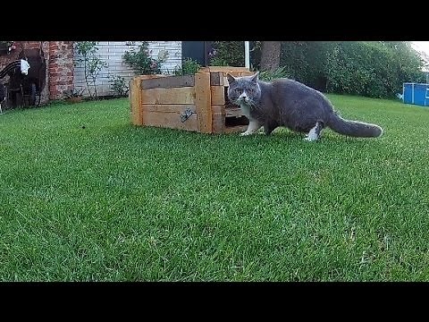 Cat TRAP TESTED