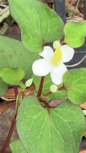 ドクダミ| 道端花図鑑5 道端に咲く野草