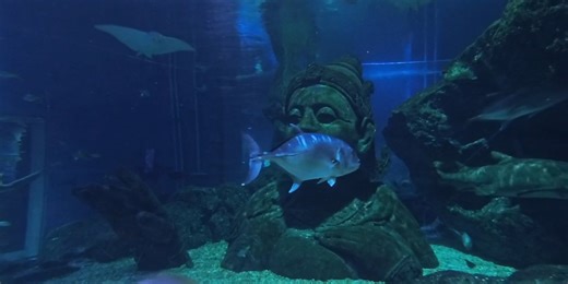 360 VR Aquarium - with Sharks - Stingrays - Tuna - Groupers and many more Fishes