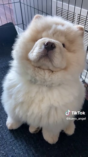 Adorable Chow Chow Puppies | Heartwarming Chow Chow Dog Compilation