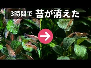 ３時間でコケを食べ尽くすレッドチェリーシュリンプの大群の凄さ【アクアリウム】