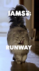 IAMS™ cat food helps keep them sassy for life 🐱 | IAMS