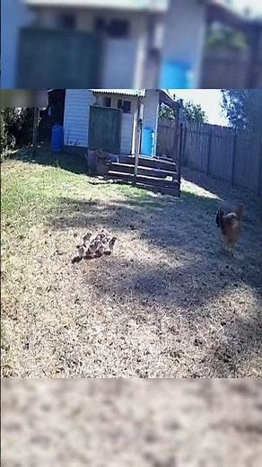 Strong Mother Hen Protects Chicks From Hawk Attack