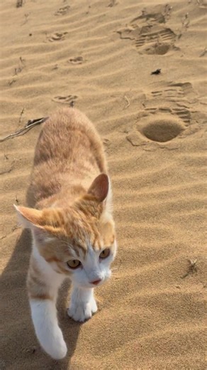 Cat running 😺😸|#cat #cats