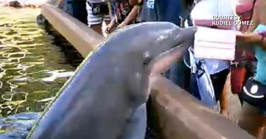 Watch: Dolphin jumps out of water and snatches iPad