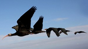 Flock co-operation: Birds take it in turns to lead