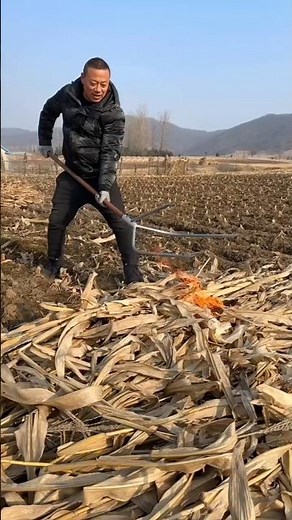 Amazing farming tool for gathering corn plants | Agricultural tools for corn farming #tools