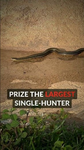 Tampa Man Wins $10K Catching 96 Pythons