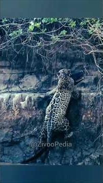 Jaguar vs Wolf – two incredible predators with very different hunting styles! #jaguar #bhediya