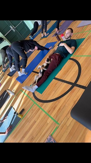 606K views · 26K reactions | The most relaxed German Shepherd | Puppy Yoga | Facebook