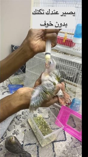 #طريقتي_بغر_الفروخ ب40 ثانيه #تعلم محميةKRBIRDS