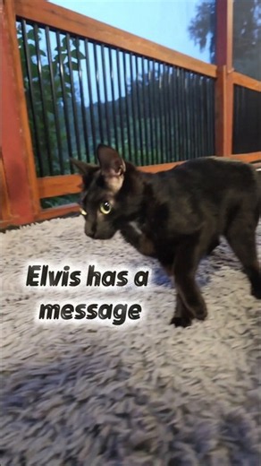 Resistance is futile. #wobblycat #elviswestley #cat