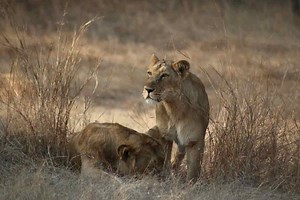 Gir National Park: Complete Travel Guide | Updated For 2025 - Take Off With Me