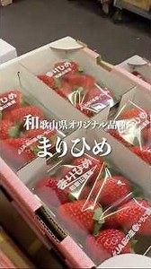 【和歌山│美味しいの宝庫✨】青果棟に潜入！#和歌山市 #和歌山市中央卸売市場 #裏側 #shorts