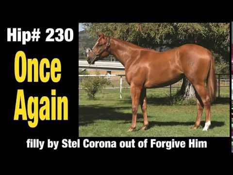 A look at some of Ed Allred's top yearling at Los Alamitos Equine Sale