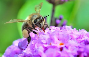 Warm weather and busy keepers meant a good summer for Irish bees