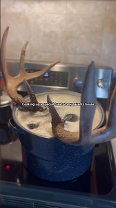 Boiling a Skull In My Mom’s Kitchen