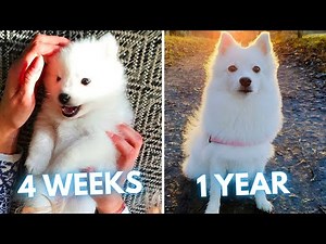 Japanese Spitz Puppy to Dog Transformation (4 Weeks to 1 Year)