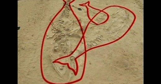 Scientists uncover secrets of whale graveyard in Chile