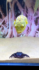 Fish House 🐟 🐠 . . . #love #fishing #pet #cute #aquarium #fish #golden #goldenfish #beautiful #pets #usa #america #monster #UFO #seaworldmime #usa #america ) | Aquarium Fish
