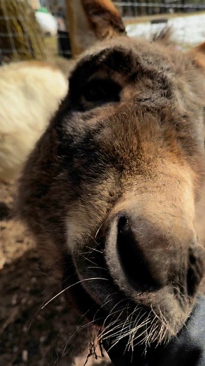 42 reactions | Athena and Ellie are clearly ready for their close-up!  If you could become any animal for a day, which one would you choose and why? #farmlife #fallenwillowacres #ellieandathena #cutenessoverload | Fallen Willow Acres | Facebook