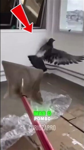 This pigeon tested the patience of any human being! #curiosities