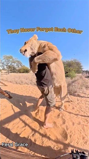 When Animals Reunite with the Ones They Trust.❤️#reunion #love #wildlife #bigcat #lion #animallife