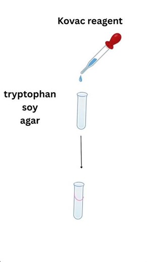 #Indole test, Biochemical_test, learning made easy with #Microbesimplified, #animatedvideo #biology