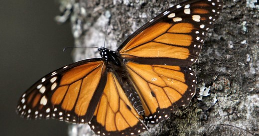 Nature: Monarch butterflies