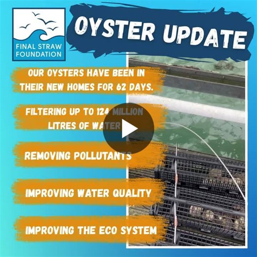 Oyster Restoration Update: 124M Liters Filtered in 62 Days | Final Straw Foundation CIO posted on the topic | LinkedIn