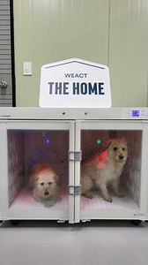 SPOTLIGHT ON ASIA ~ The atrocities of the notorious Yulin Dog Meat Festival in China sadly continue this week, with thousands of dogs, both strays and stolen pets, enduring horrific journeys in squalid conditions, only to be brutally slaughtered at the destination. South Korea still also has a thriving dog meat farm industry. The dogs featured here at the new @we.a.c.t shelter, which your donations contributed towards the completion of, are the lucky ones who have a safe place to call home, away