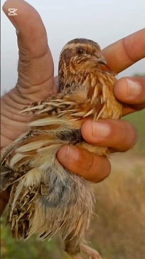 birds chirping music short#birds #birdsounds #commonquail #commonquailsounds #quail #quailbirds