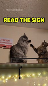 22K views · 900 reactions | These cats see my camera come out and automatically choose violence. 藍 #FunnyCatVideo #catsbeingweird #cutecatvideo #catfight | The Pawtistics | Facebook