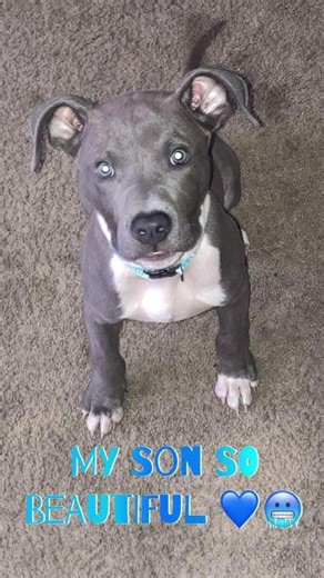 Miss my boy Azul “Zulu”💙💙💙😢😭