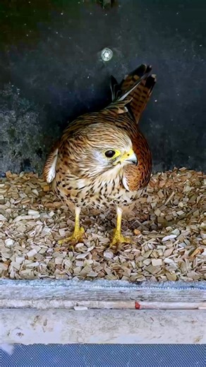 3.5M views · 10K reactions | Kestrels are back! 礪 #wildlife #birdwatching #nature #birdhouse #birds | Nest Box Live | Facebook