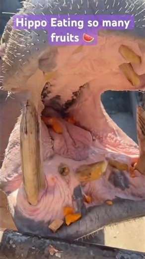 Hungry Hippo Eating Tons of Fruits 🍉🍎 | Amazing & Viral Moment