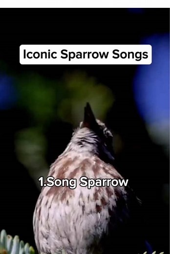 Favorite Sparrow Songs: Which One Do You Love Most?