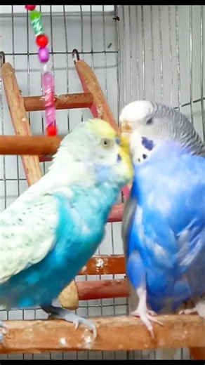Happy Budgie Playing. 🐦 #shorts #birdsounds