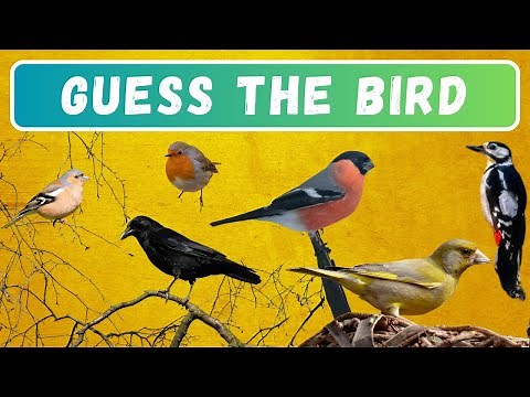 Guess the Garden Bird | 24 Popular British Garden Birds