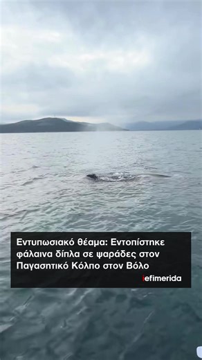 🇬🇷🐋 Ένα εντυπωσιακό και σπάνιο θέαμα αντίκρισαν ψαράδες στον Παγασητικό Κόλπο, όταν μια φάλαινα εμφανίστηκε ξαφνικά δίπλα στο σκάφος τους. 🌊 Σε βίντεο που αναρτήθηκε στο TikTok, φαίνεται το τεράστιο θαλάσσιο θηλαστικό να ξεπροβάλλει από το νερό, κολυμπώντας σε απόσταση αναπνοής από τους ψαράδες. Σε ένα από τα στιγμιότυπα, μάλιστα, η φάλαινα εκτοξεύει νερό από τον φυσητήρα της, χαρίζοντας μια εικόνα που δύσκολα συναντά κανείς. 🎥 no.kid.no.fish #iefimerida #greece
