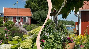 Drömmer du om en blomstrande kolonilott? Läs expertens tips för koloniträdgården här!