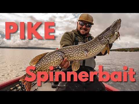 How to Fish for Northern Pike with a Spinnerbait Lure