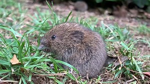 An adorable field vole to improve your day! Did you know anything could eat that fast!? ☺️💚 | The Wildlife Trusts