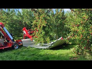 Shake and Catch Harvesting - Throne Farm