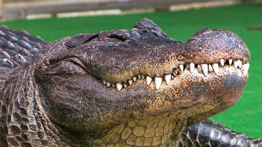 Alligator als Haustier – Familie lebt seit 42 Jahren mit "Frau Meyer"