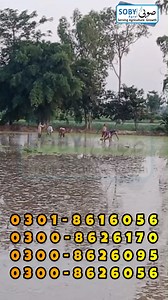 Rice Transplanter with Tray | 6 Row Rice Transplanter | Walk After Rice Transplanter | Four Wheel Transplanter | #SobyAgroMachinery #ricetransplanter🚜 Contact for more information call/WhatsApp . UAN-0304-111-222-0 . https://wa.me/923008626170 . https://wa.me/923008626095 . https://wa.me/923018616056 . https://wa.me/923008626056 . https://wa.me/923008716056 . https://wa.me/923008626094 Visit Now: Soby Agro Machinery near WAPDA Office Circular Road Daska, Sialkot. 2nd Showroom Saggia Road Mehmoo